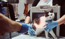 Re-registration of the veterinary clinic licensen?