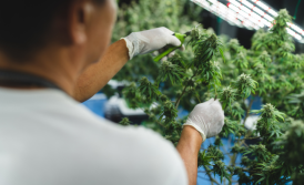 Medical Cannabis in Ukraine: Security Requirements and Police Clearance for Licensing